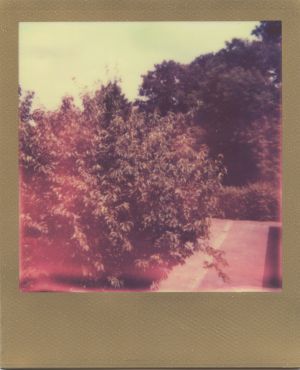 Polaroid Gold Edition